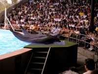 Florida - Tampa - Busch Gardens - Dolphins 6